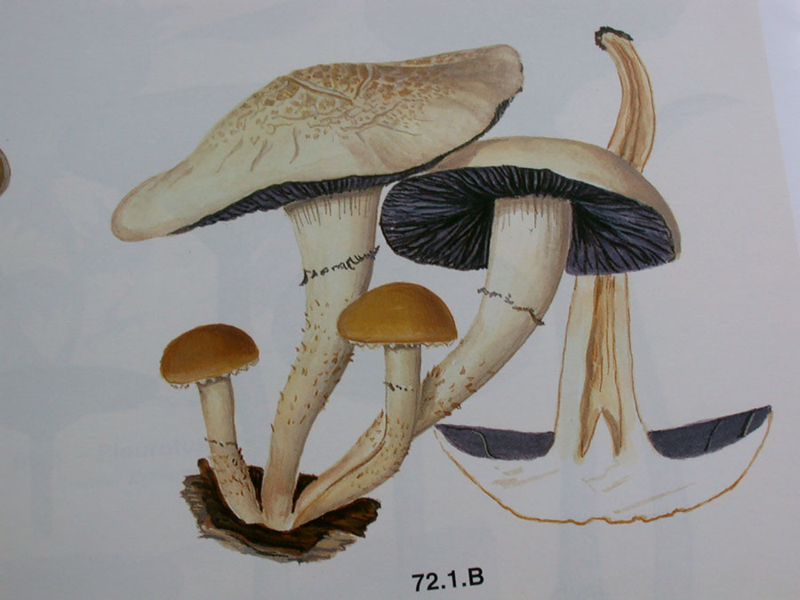 Nuovo QUIZ ... fungo misterioso !!!